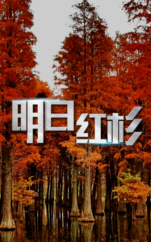 明日红杉